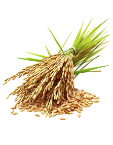 shapes